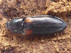 Calambus bipustulatus