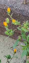 Calendula arvensis