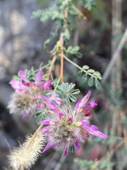 Dalea versicolor