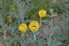 Argemone aenea
