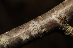Arthonia radiata