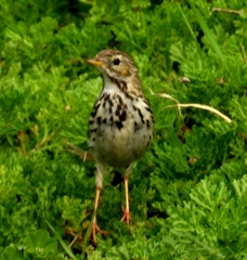 Anthus pratensis