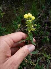 Calceolaria morisii