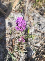 Carphephorus paniculatus