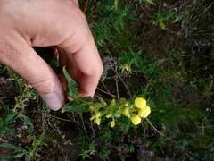 Calceolaria morisii
