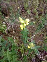 Calceolaria morisii