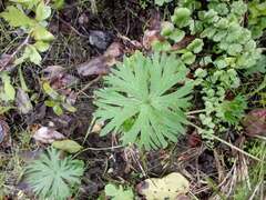 Geranium skottsbergii