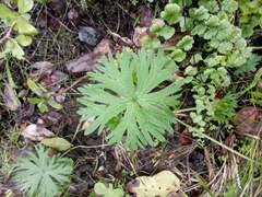 Geranium skottsbergii