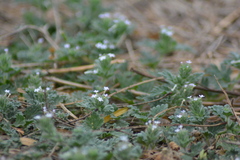 Glandularia quadrangulata