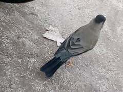 Turdus falcklandii magellanicus