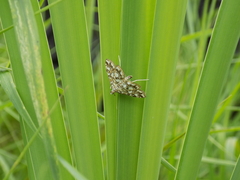 Elophila nymphaeata