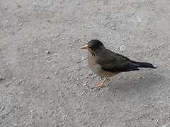 Turdus falcklandii magellanicus