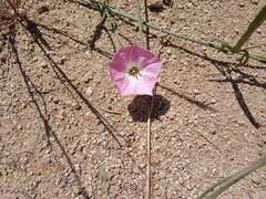 Convolvulus chilensis