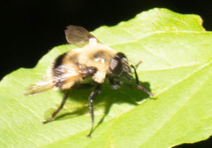 Volucella