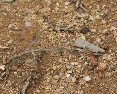 Crenigomphus hartmanni