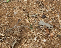 Crenigomphus hartmanni