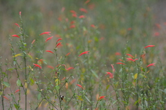Dicliptera sexangularis