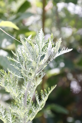 Artemisia afra