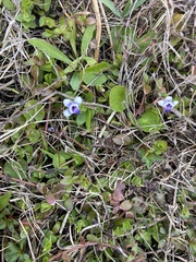 Lindernia grandiflora