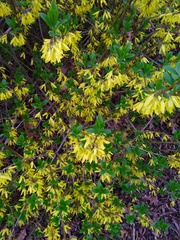Forsythia suspensa