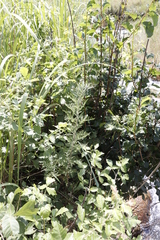 Artemisia afra