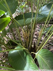 Monotagma plurispicatum