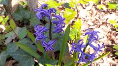 Hyacinthus orientalis