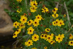 Coreopsis tinctoria