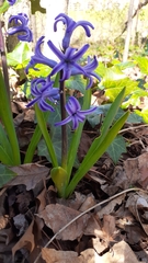 Hyacinthus orientalis