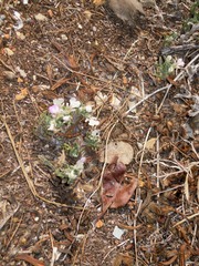 Ajuga iva iva