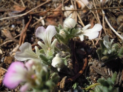 Ajuga iva iva
