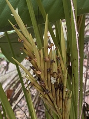 Monotagma plurispicatum