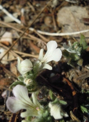 Ajuga iva iva