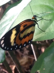 Placidina euryanassa