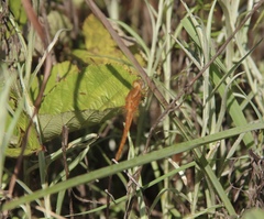 Crocothemis sanguinolenta