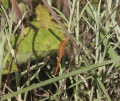 Crocothemis sanguinolenta