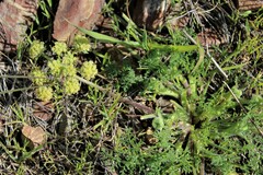 Lomatium dasycarpum