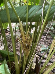 Monotagma plurispicatum
