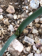 Dipterostemon capitatus