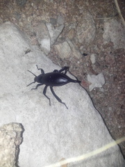 Eleodes eschscholtzii