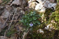 Viola rostrata