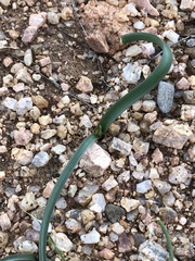 Dipterostemon capitatus