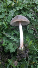 Pluteus roseipes