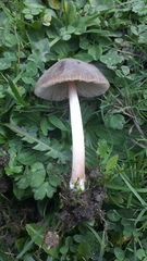 Pluteus roseipes