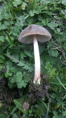 Pluteus roseipes