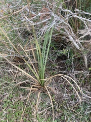 Cladium mariscus jamaicense