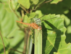 Crocothemis sanguinolenta
