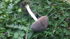 Pluteus roseipes