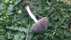 Pluteus roseipes