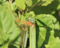 Crocothemis sanguinolenta